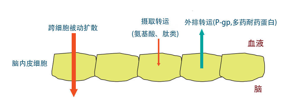 成药性相关小知识(5):血脑屏障通透性