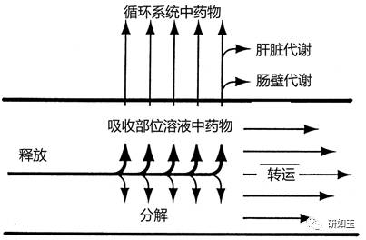 【案例揭秘】亲脂性、难溶性药物的体外—体内相关性